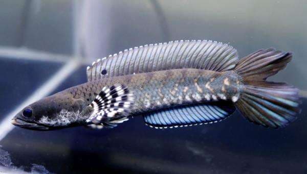 Ikan Channa Pulchra, Merak Air Asal Myanmar