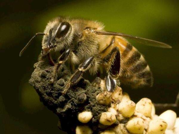 Africanized Bee, Spesies yang Dikenal Sebagai Lebah Pembunuh yang Mengilhami Film Horor