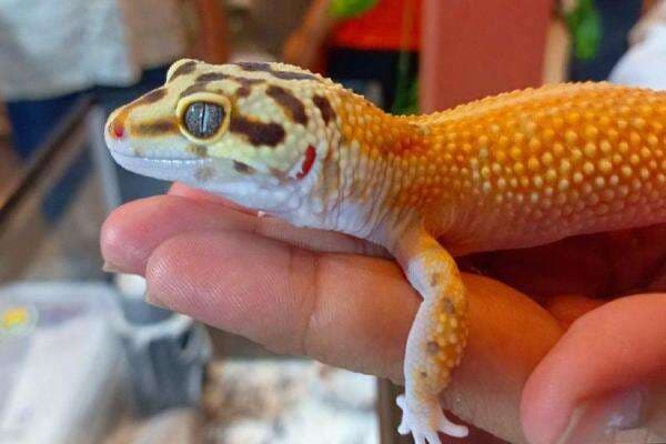 Pencinta Hewan Gecko di Bandung, Menggemaskan