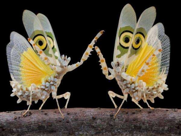 Komunitas Ini Membidik Dunia Kecil, Ada Serangga yang Wajahnya Mirip Kambing!