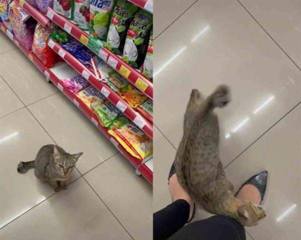 Viral! Seekor Kucing Minta Belikan Makan ke Pengunjung Mini Market