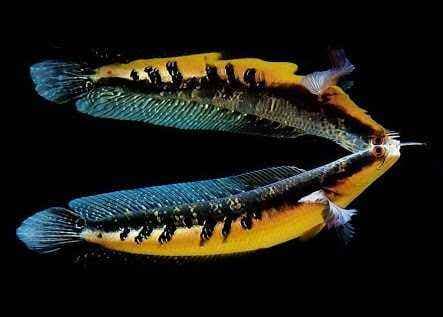 Ikan Gabus Kok Dipelihara? Dulu Bahan Baku Utama Pempek, Sekarang Naik Kelas Jadi Ikan Hias Mahal!