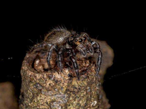 Ini 'Serangga Kaki 8' Terbesar yang Masih Hidup, Ternyata Sering Dimakan Orang Indonesia