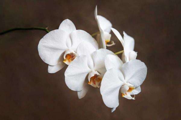 Membawa Keberuntungan dan Kelancaran Rezeki! Menurut Feng Shui, Tanaman Ini Wajib Ada di Rumah