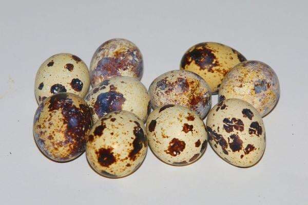 7 Manfaat Tak Terduga Saat Mengonsumsi Telur Puyuh