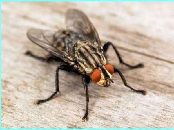 Sulit Ditaklukkan, Ternyata Penglihatan Lalat Sangat Lebar sehingga Bisa Hindari Pukulan Sulit Ditaklukkan, Ternyata Penglihatan Lalat Sangat Lebar sehingga Bisa Hindari Pukulan