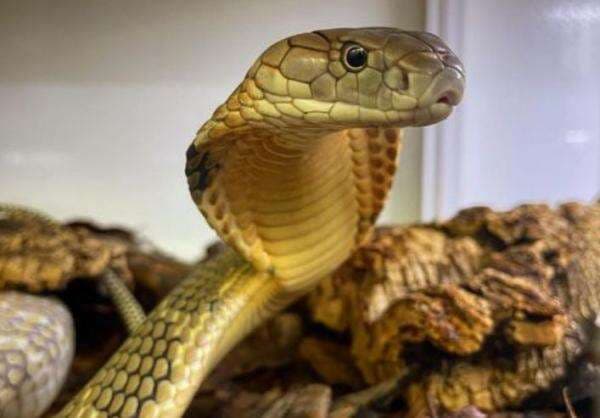 Gawat! Buaya hingga King Kobra Terancam Punah Akibat Perubahan Iklim