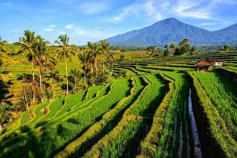 Terasering Jatiluwih Tabanan Favorit Wisatawan saat Libur Lebaran, Sehari Dikunjungi 500 Orang