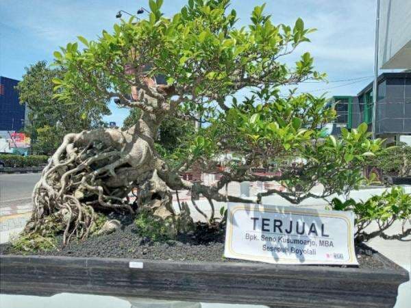 Wow! Bonsai Seharga Rp100 Juta Milik Warga Boyolali Laku Terjual, Siapa yang Beli?