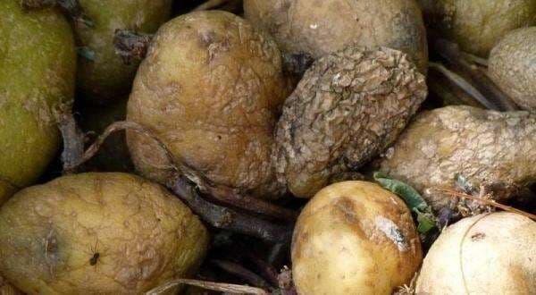 Awas! Makan Kentang Busuk Bisa Sebabkan Kematian, Kenali Ciri-Cirinya