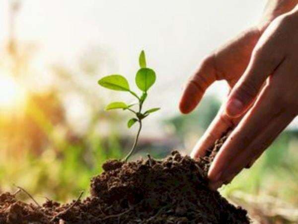 Sebenarnya, Apa Peran Tumbuhan dalam Mengatasi Pemanasan Global? Berikut Faktanya!