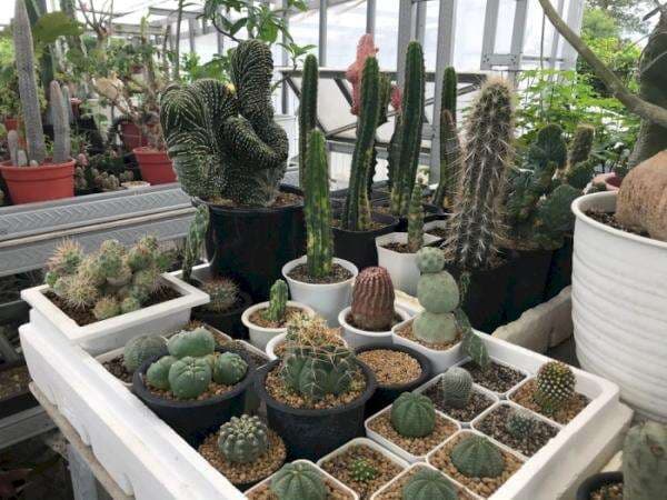 Kisah Pria di Solo Sukses Bisnis Kaktus Langka Harga Sultan, Ini Rahasianya! Kisah Pria di Solo Sukses Bisnis Kaktus Langka Harga Sultan, Ini Rahasianya!