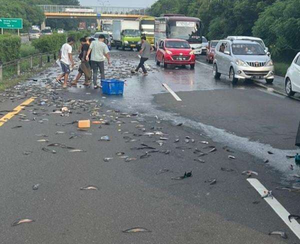 Pemudik Auto Kaget Muncul Penampakan Ratusan Ikan Lele di Tol Tangerang – Merak; Dirlantas Polda Banten Langsung Bertindak