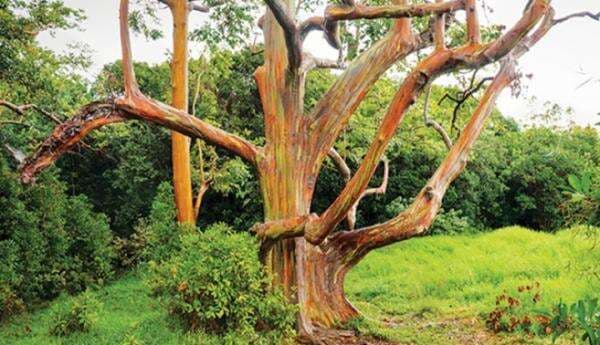 Inilah 4 Tanaman Penghasil Emas, Ada yang Berasal dari Indonesia Lho...