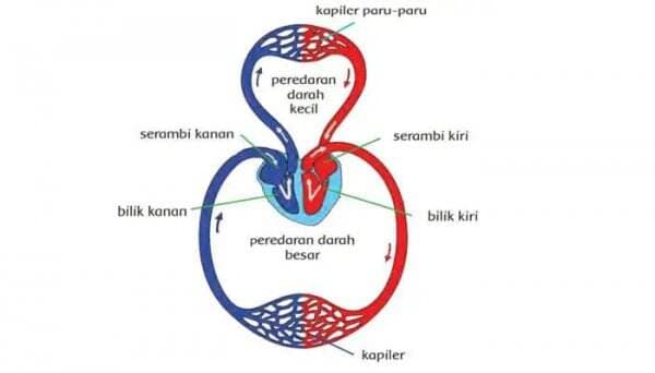 Urutan Peredaran Darah Kecil pada Manusia, Berfungsi Beri Nutrisi dan Oksigen ke Sel Tubuh