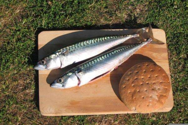 8 Manfaat Ikan Kembung untuk Kesehatan dan Ibu Hamil