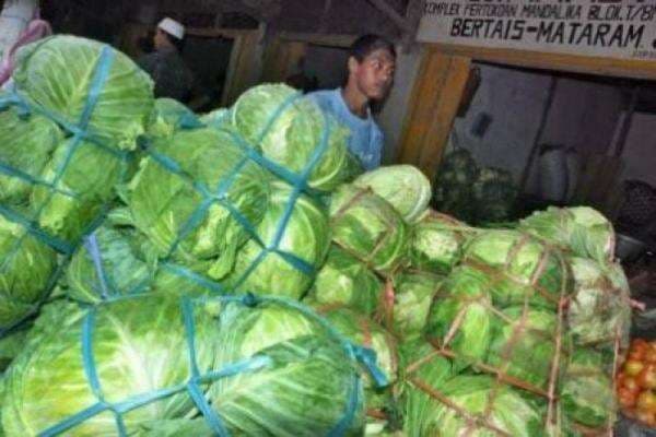3 Manfaat Sayur Kol untuk Kesehatan Tubuh, Manjur!