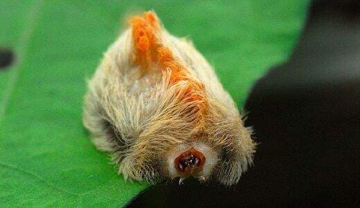 Ulat Kucing, Terlihat Menggemaskan Tapi Sangat Beracun! Ulat Kucing, Terlihat Menggemaskan Tapi Sangat Beracun!