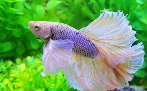 15 Jenis Ikan Cupang untuk Dipelihara, Bentuk dan Warnanya Bikin Penasaran