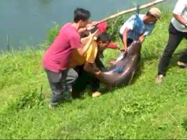 Geger Ikan Patin Raksasa dari Danau Lido yang Dikenal Angker, yang Makan akan Meninggal?