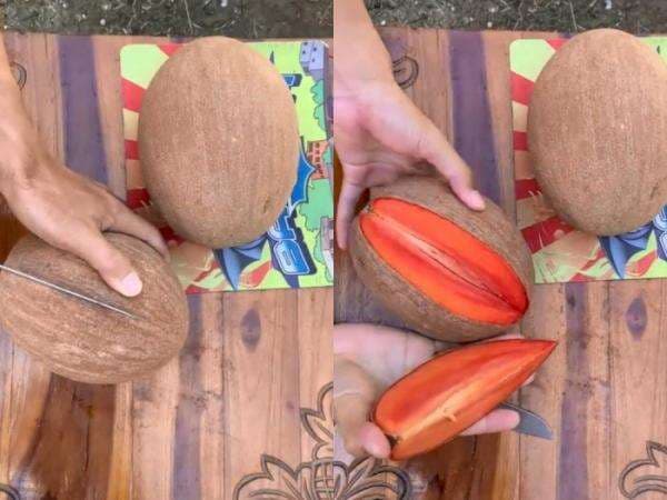 Dikira Kelapa, Buah Berwarna Cokelat Ini Ternyata Sawo, Warganet Ramai Ingin Beli