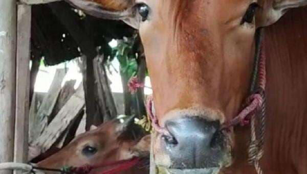 Waspada Wabah PMK, Dinas Pertanian Cilacap Periksa Sapi di Peternakan Warga