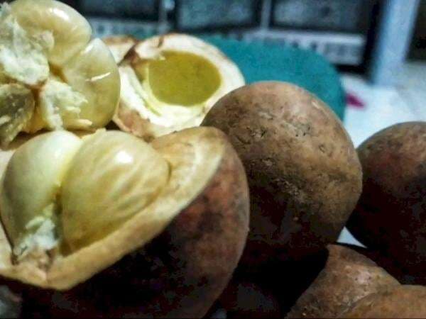 Tumbuh di Hutan Belantara, Ini buah Langka Munculnya 5 Tahun Sekali!