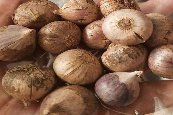 5 Manfaat Bawang Tunggal untuk Kesehatan, Bisa Bikin Awet Muda