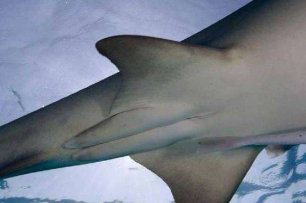 Clasper, Organ Reproduksi Ikan Hiu yang Unik