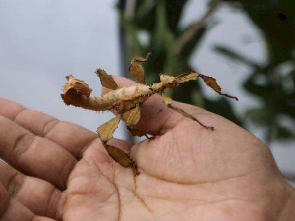 Pendaki Gunung Mendadak Hobi Budi Daya Serangga Langka, Alasannya Gak Terduga!