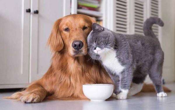 Inilah Perbedaan Air Liur Kucing dan Anjing