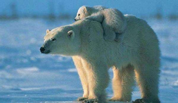 5 Hewan Ini Terancam Punah Akibat Pemanasan Global