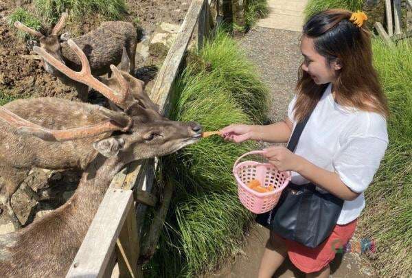 Harga Tiket Masuk dan Jam Buka Foto Bareng Rusa di Ranca Upas