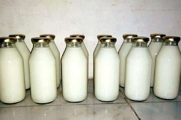 5 Manfaat Susu Kuda Liar, Lebih Dahsyat Dibanding Susu Sapi