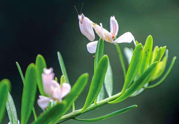 Memelihara Orchid Mantis, Belalang Sembah Serupa Bunga Anggrek