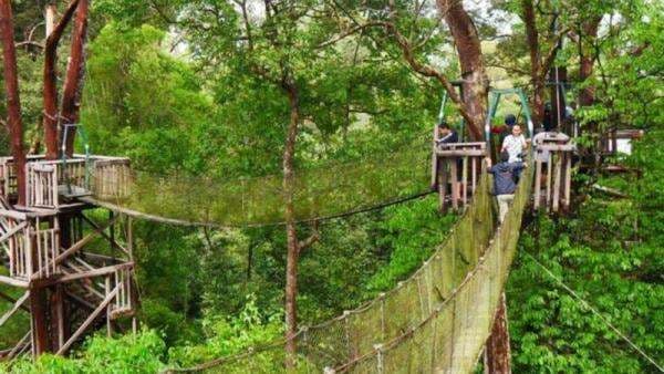 Menikmati Keindahan Alam Bukit Bangkirai di Kaltim