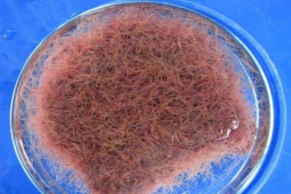 Cara Budidaya Cacing Sutra untuk Pemula, Bisa Jadi Bisnis yang Menjanjikan