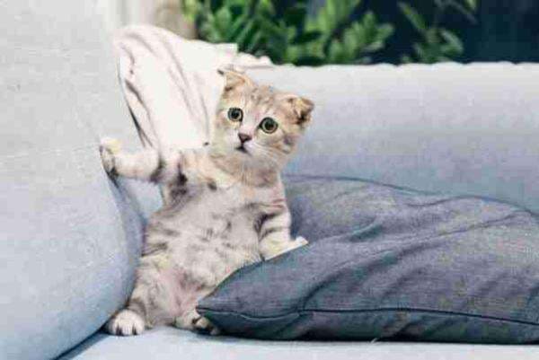 Yuk Mengenal Ras Kucing Paling Lucu dan Menggemaskan di Dunia