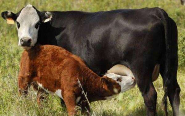 Cara dan Metode Kawin Silang pada Hewan