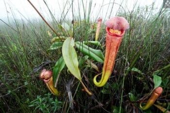 Sering Diambil Buat Foto, Kamboja Kini Larang Turis Petik Tanaman Penis