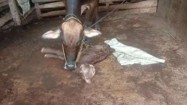 Pringsewu Geger, Muncul Anak Sapi Berkepala 2 dari Indukan Limousine