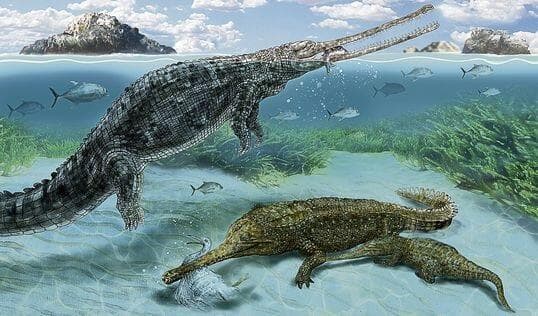 Ilmuwan Mulai Temukan Titik Terang Asal Muasal Buaya Laut