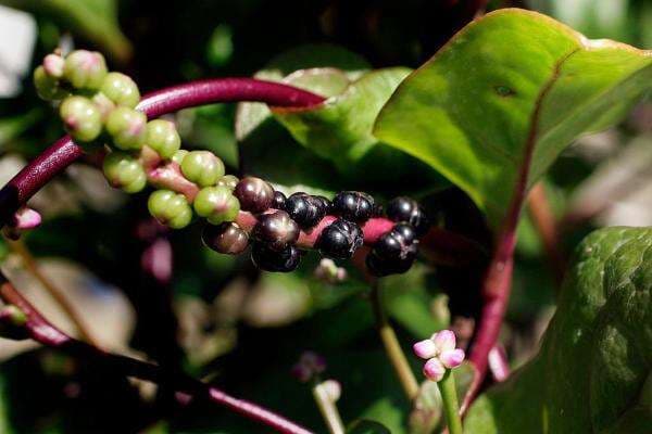 Tanaman Angkung Punya Manfaat Dahsyat, Bisa Cegah Kena Kanker