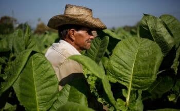 6 Negara Penghasil Tembakau Terbesar di Dunia, Indonesia Termasuk <i>Lho</i>