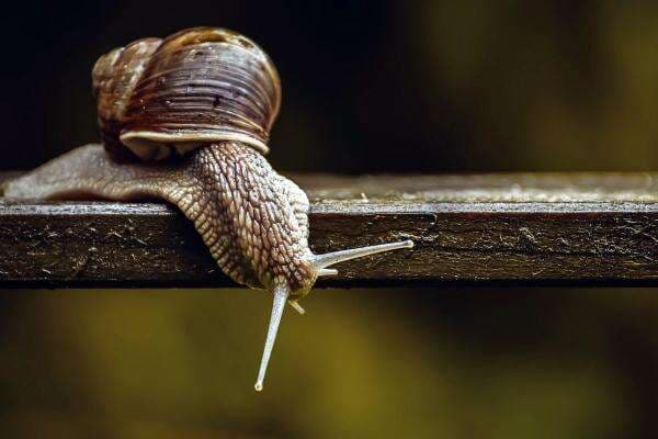 Lendir Bekicot Mengobati Infeksi Paru-paru? Ini Faktanya