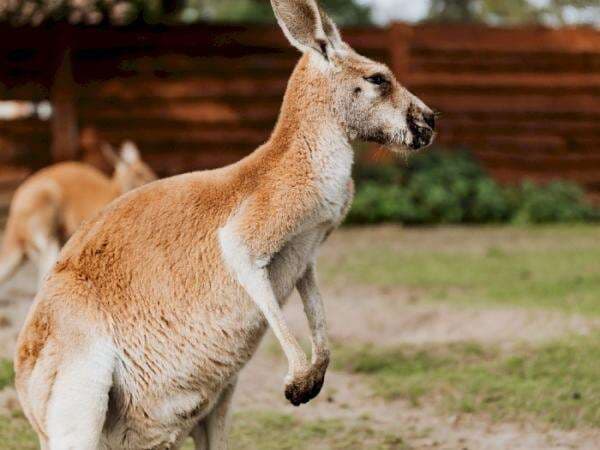 4 Fakta Unik Tentang Kehidupan Seks Hewan, Kanguru Betina Ternyata Punya 3 Vagina