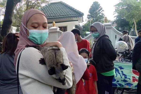 Musang Bisa Jadi Hewan Peliharaan yang Aman, Ini Tipsnya