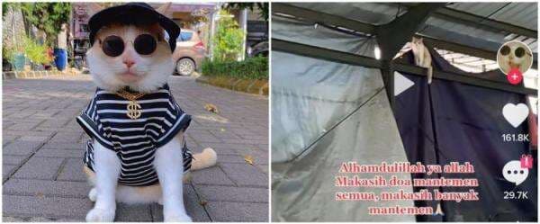 Sempat hilang, kini Pororo kucing viral TikTok ditemukan