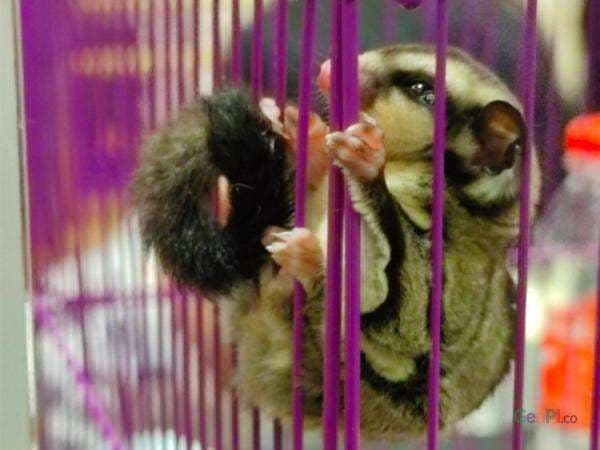 Penting! Ini yang Perlu Diketahui Sebelum Memelihara Sugar Glider