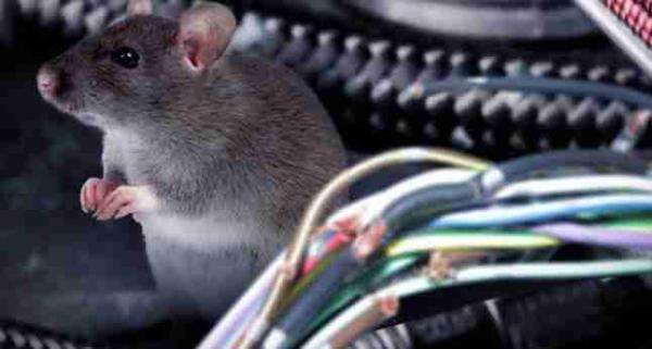 Untuk Pemilik Kendaraan, Ini Tipas Ampuh Mengusir Tikus dari Mobil Kesayangan